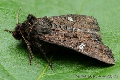 Dot moth